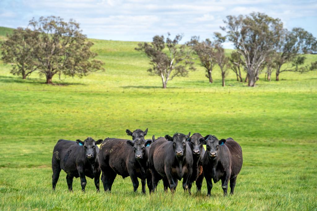 'CRONGA PEAK' 157 CRONGA PEAK RD, EUCHAREENA, NSW 2866