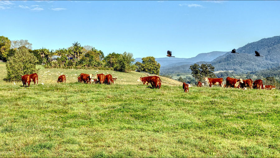Contact agent for address, BELLINGEN, NSW 2454