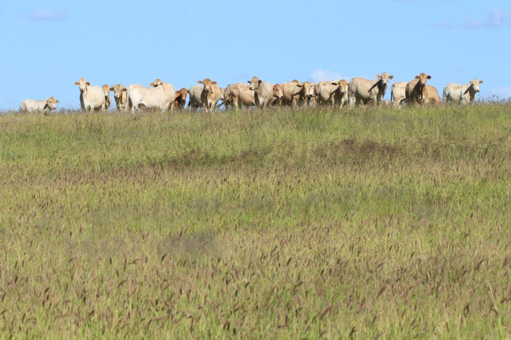 236 Tiger Scrub Rd, Orallo, QLD 4455