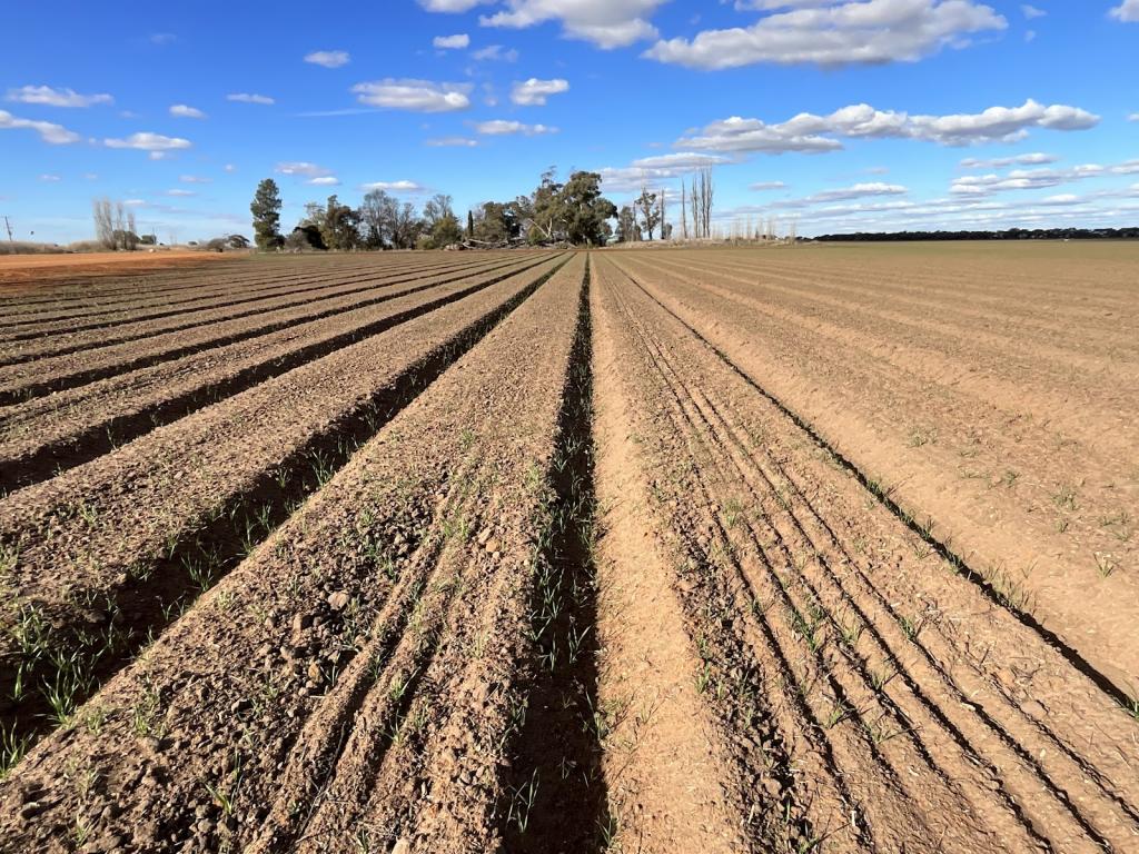 73 Mirrool Branch Canal Rd, Hanwood, NSW 2680