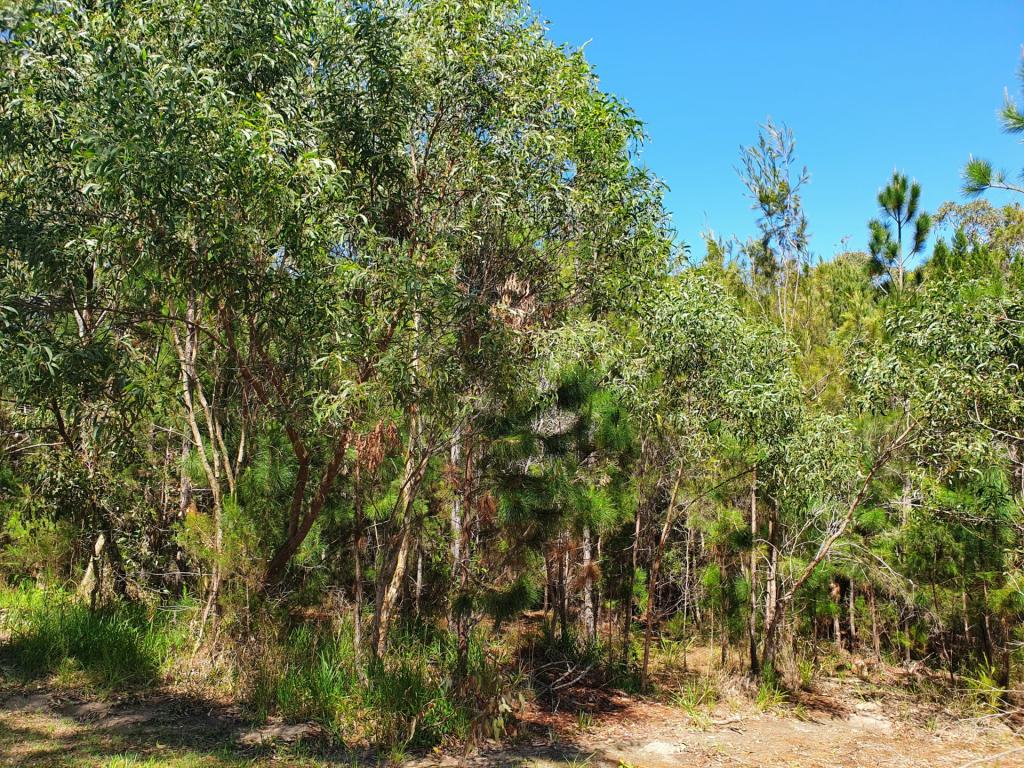 19 Piccaninny St, Macleay Island, QLD 4184