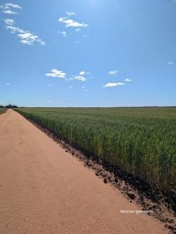 "Fox'S" Koorda-Bullfinch Rd, Warralakin, WA 6421