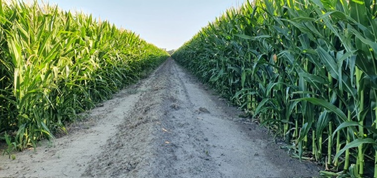 'Kalawar'/1822 Pretty Pine Rd, Morago, NSW 2710