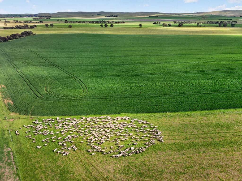 'FARRELL FLAT BLOCK' BOOBOROWIE RD, FARRELL FLAT, SA 5416