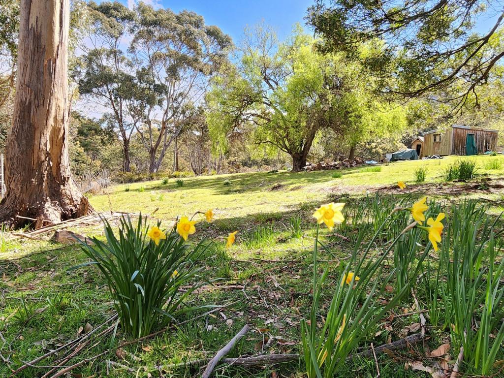 5 ALEXANDER ST, CORNWALL, TAS 7215