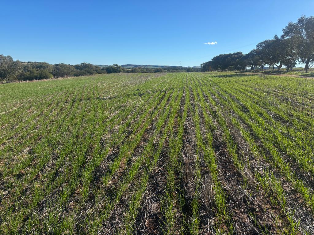 Lot 1 Giles Rd, Moonyoonooka, WA 6532