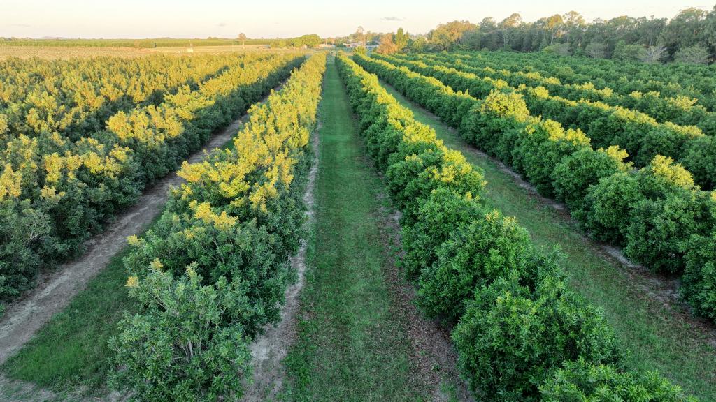 216 Hoods Rd, Meadowvale, QLD 4670