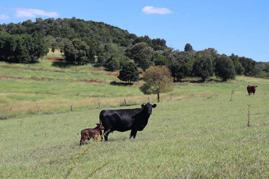 Lot 385 Hoffmanns Rd, Mp Creek, QLD 4606