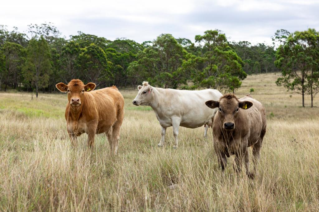 2492 New England Hwy, Cooyar, QLD 4402