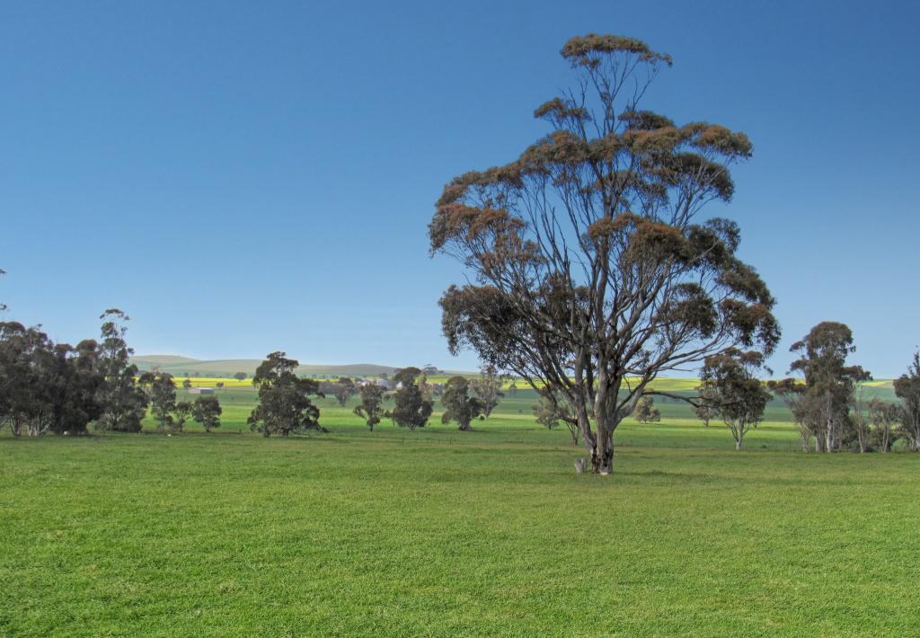 1392 Yongala Vale Rd, Sunnybrae, SA 5422