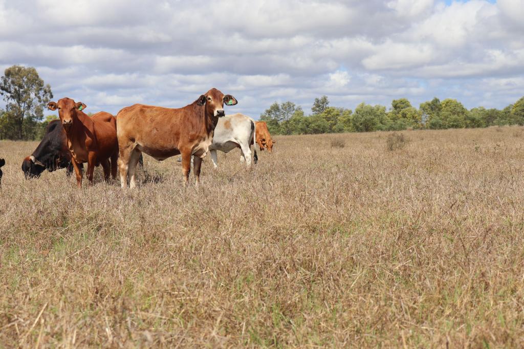 'Reece Park' 110 Greentree Lane, Beeron, Mundubbera, QLD 4626