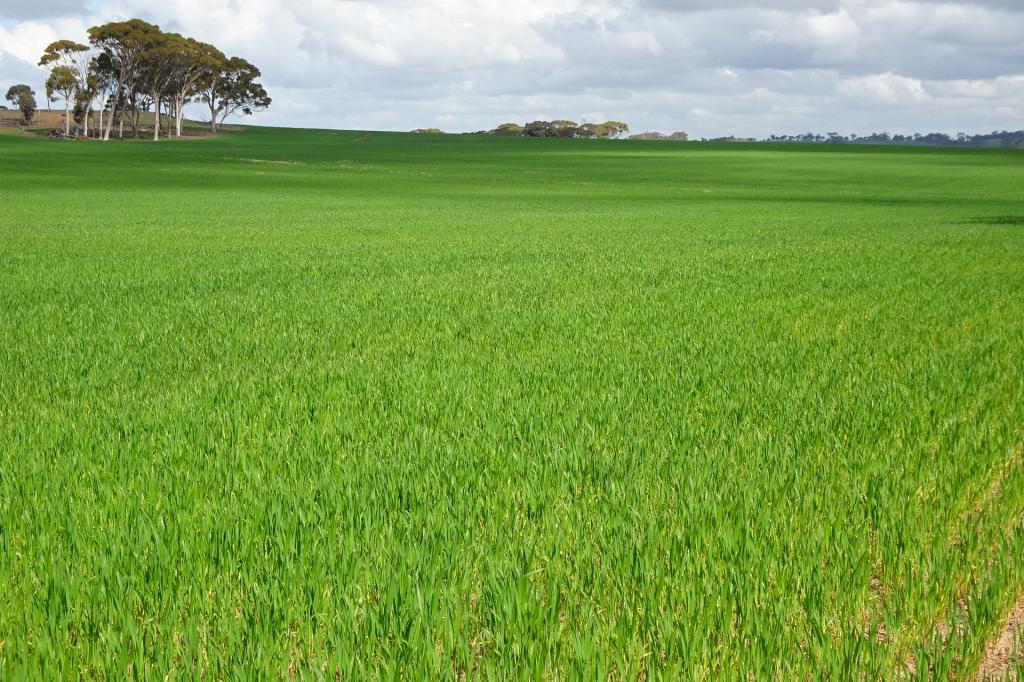 Giles Rd, East Pingelly, WA 6308