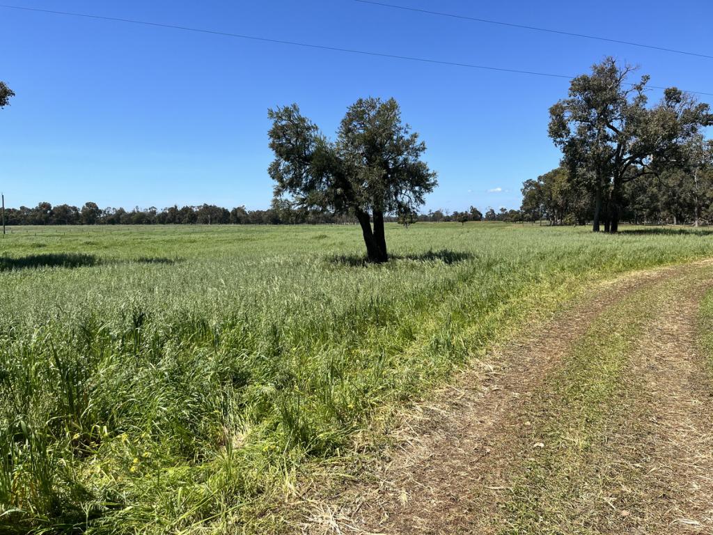 Proposed Lot 241 Downs Rd, Ludlow, WA 6280