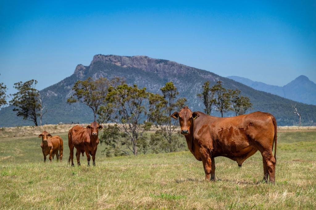 Lot 13 Cnr Cannon Creek Road & Ridge Road, Maroon, QLD 4310