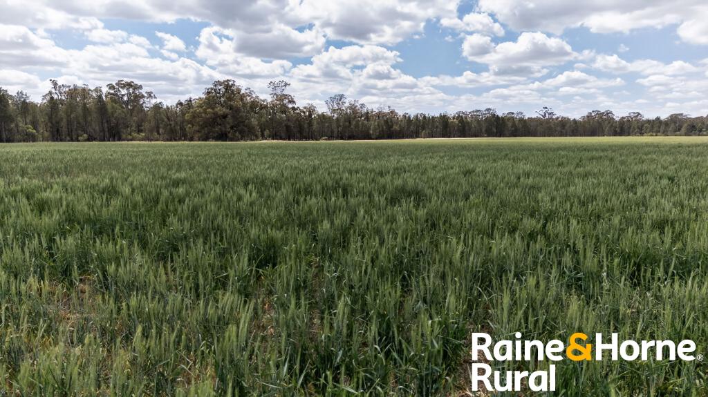 1186 Newell Hwy, Gilgandra, NSW 2827