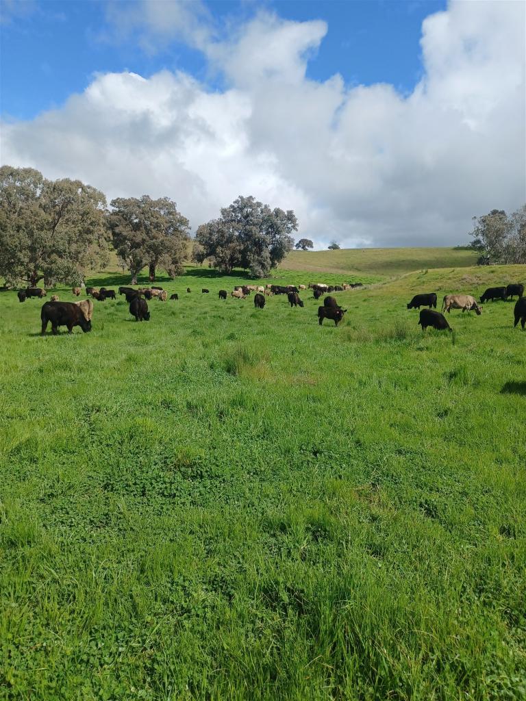 3924 Hume Hwy, Tarcutta, NSW 2652