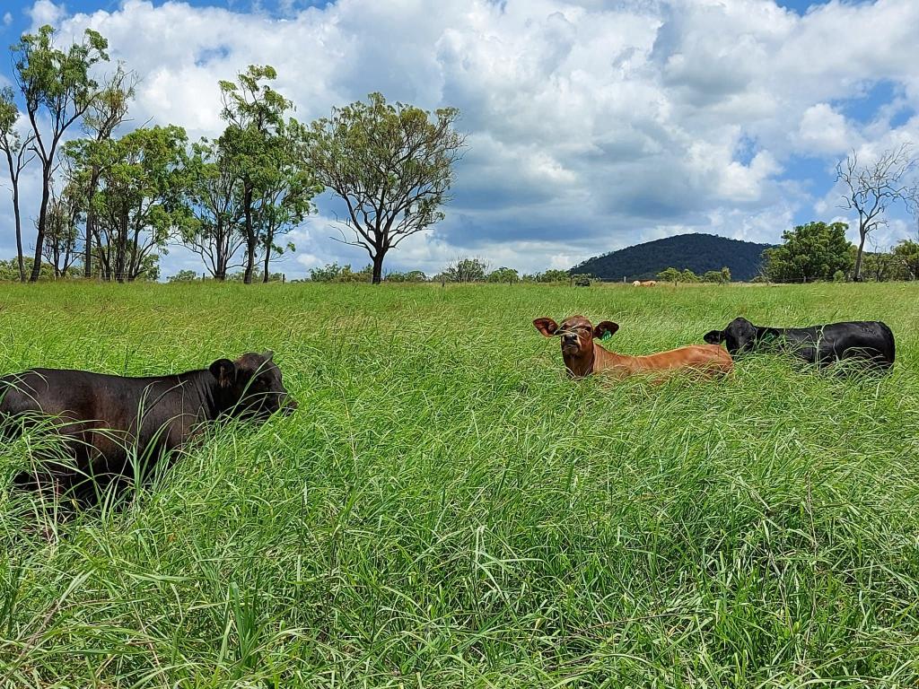 269 Degilbo Mines Rd, Biggenden, QLD 4621