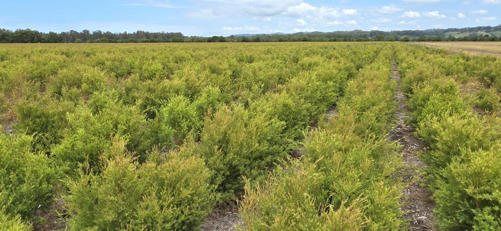 423 Teven Rd, Teven, NSW 2478