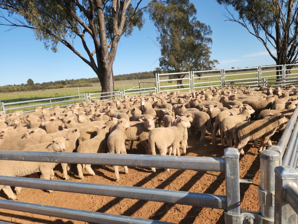 1 Boorr Hill Rd, Goonumbla, NSW 2870