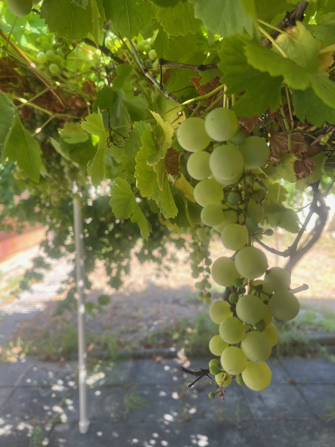 395 Grand Prom, Dianella, WA 6059