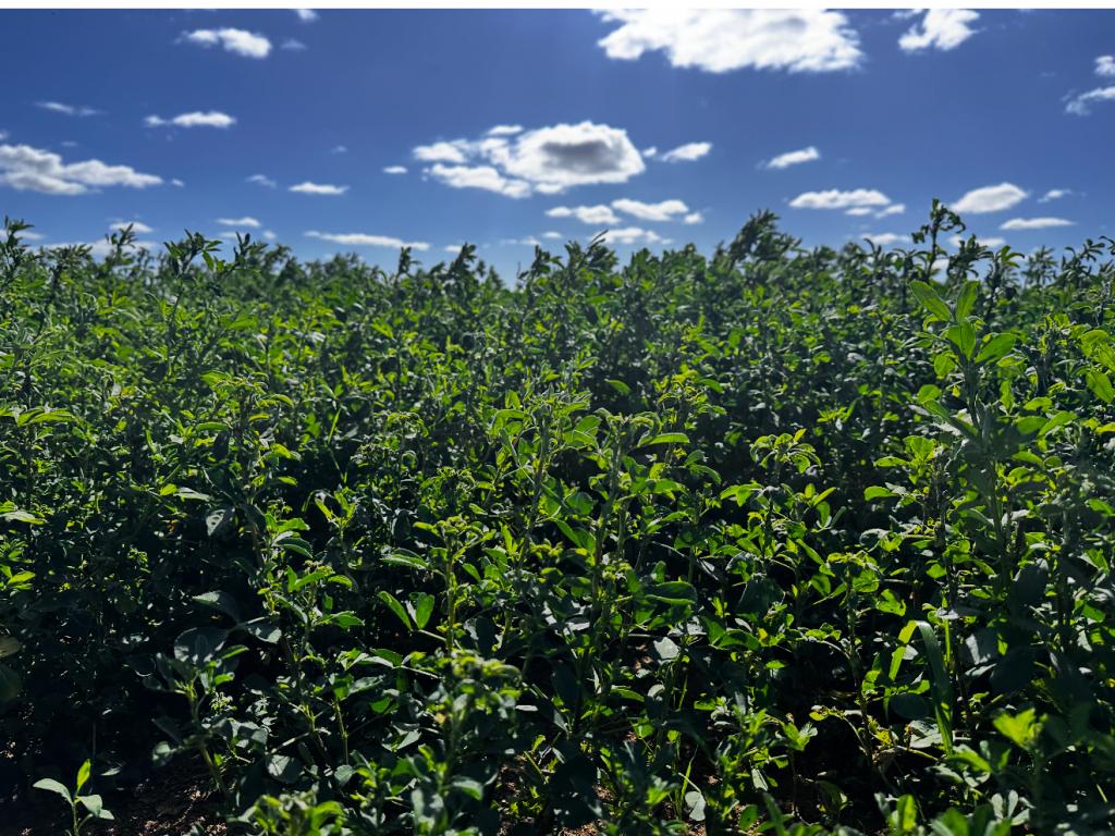 229 Elliots Lane, Forbes, NSW 2871