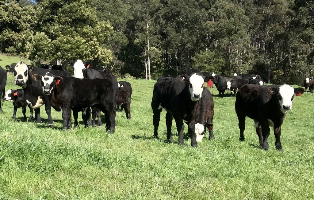 68 Creeleys Rd, Sassafras, TAS 7307