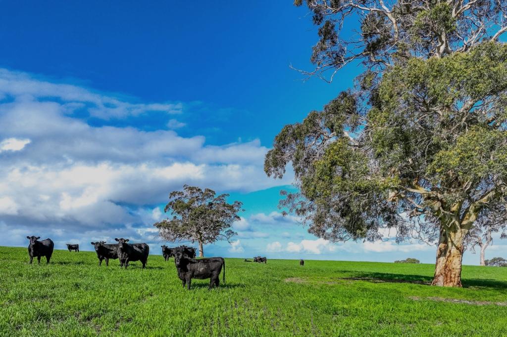 A21 SUNNYDALE RD, STRATHALBYN, SA 5255