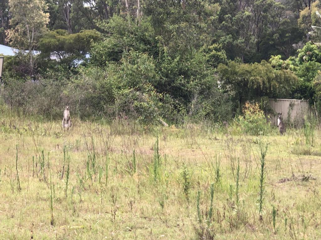 62 Government Rd, Wyee Point, NSW 2259