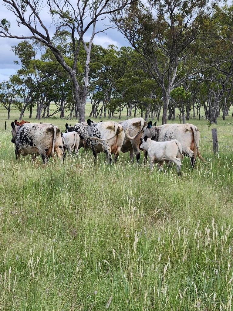 Lot 4 Sp 268228 Hermitage Emu Vale Rd, Junabee, QLD 4370