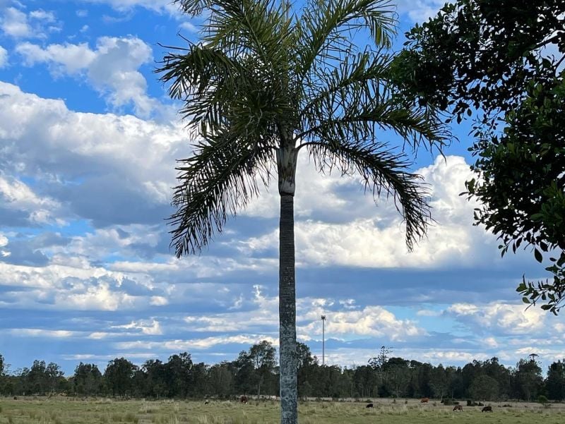 Lot 176 Dodds Rd, Chinderah, NSW 2487