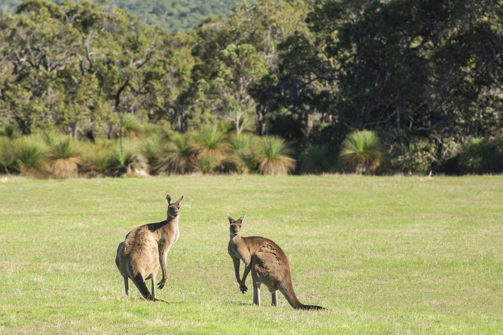 Lot Pl1 - 4/93 Biddle Rd, Quedjinup, WA 6281