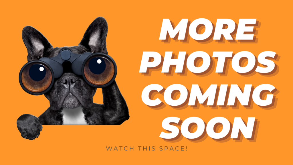 16 Buffalo St, Baldivis, WA 6171