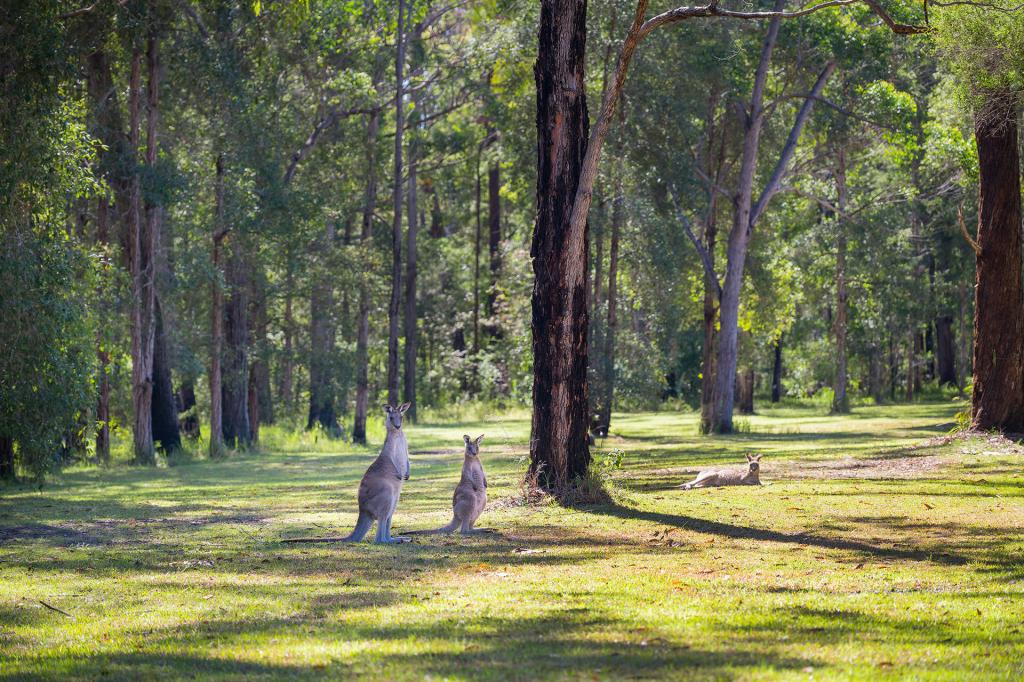 LOT 14 NASUS PL, BONNY HILLS, NSW 2445