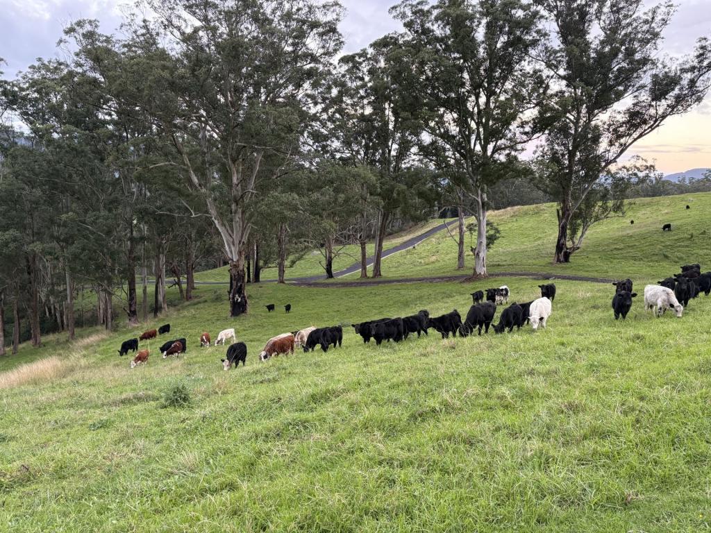 2393 Moss Vale Rd, Kangaroo Valley, NSW 2577