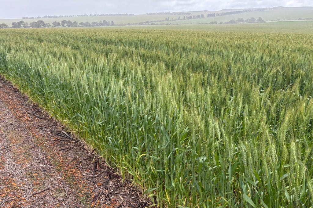 1396 Tabletop Rd, Mount Horner, WA 6525