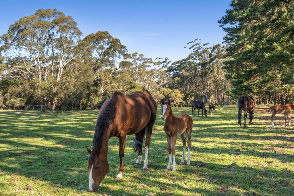 409 Cloonty Rd, Carrington Falls, NSW 2577