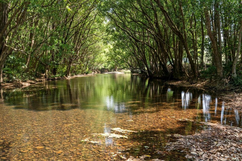 981 Numinbah Rd, Crystal Creek, NSW 2484