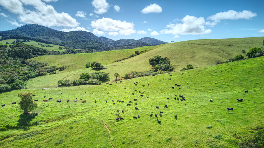 Contact agent for address, DORRIGO MOUNTAIN, NSW 2453