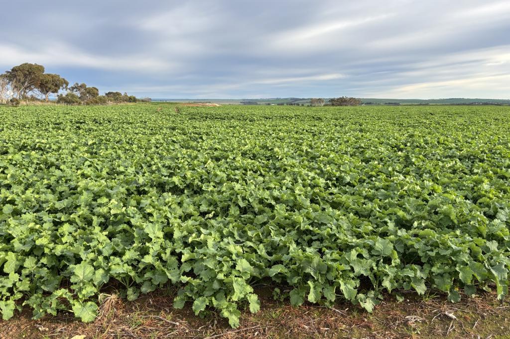 164 Cockaleechie Rd, Cockaleechie, SA 5631