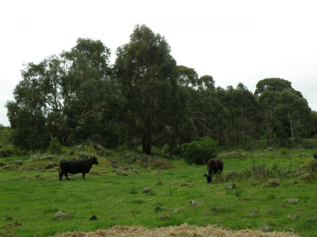 220 Harlocks Rd, Pomborneit North, VIC 3260