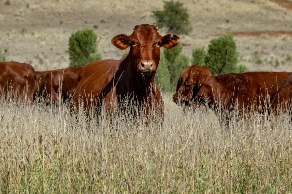 3215 Cracow Rd, Taroom, QLD 4420