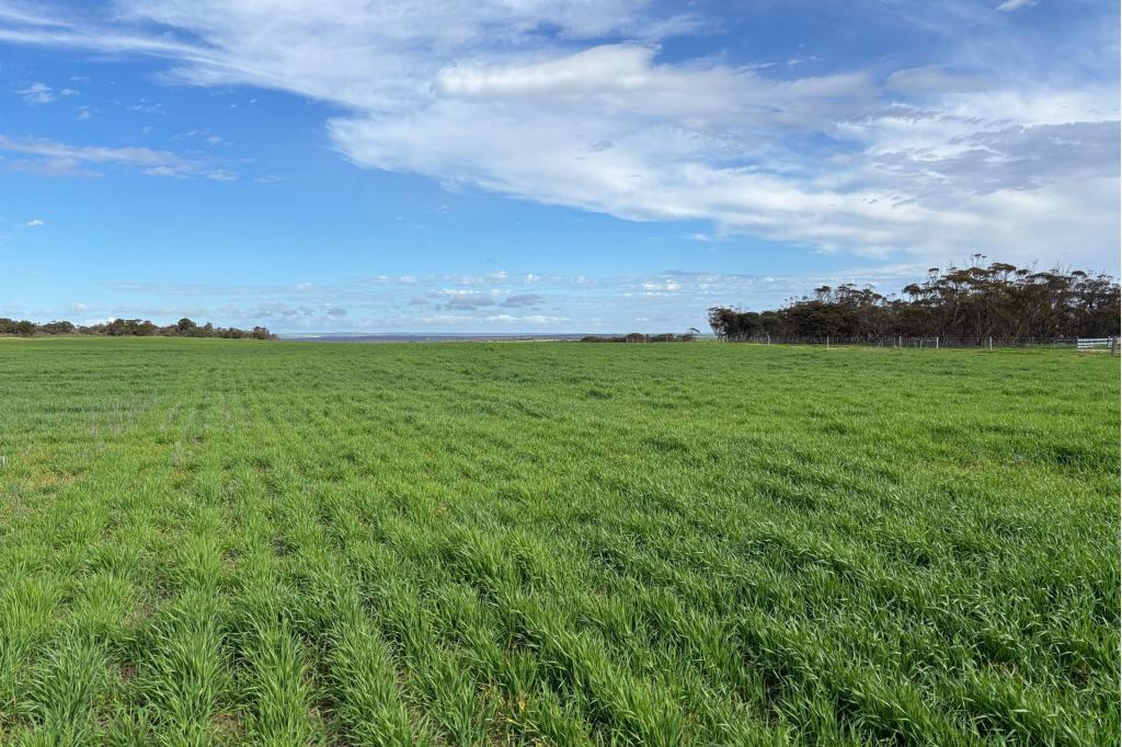 699 Balumbah Hill Rd, Solomon, SA 5641