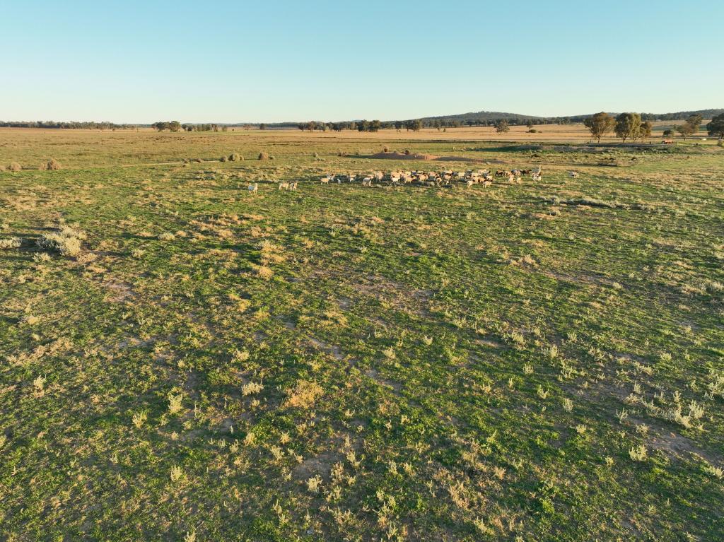 'Westdale' 169l Narromine Rd, Dubbo, NSW 2830