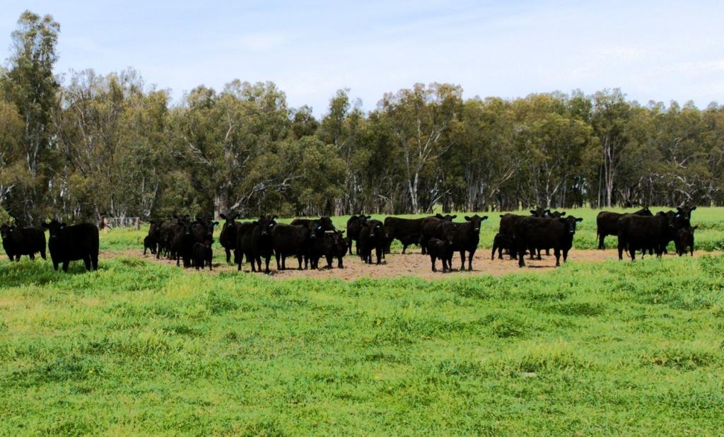 2796 Wangaratta-Yarrawonga Rd, Peechelba, VIC 3678