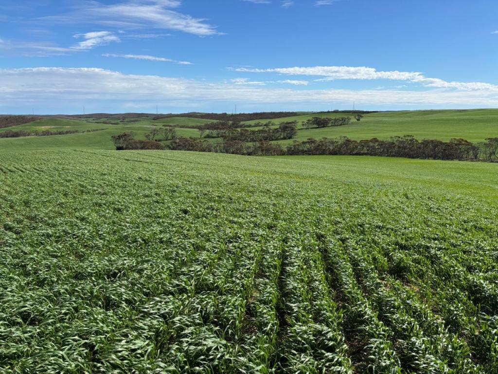 500 North Spriggs Rd, Cleve, SA 5640