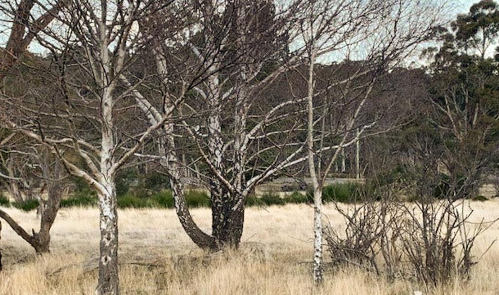 3-7 Coronation Ave, Rossarden, TAS 7213