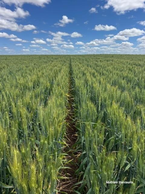 259 Goatcher Rd, Dalwallinu, WA 6609