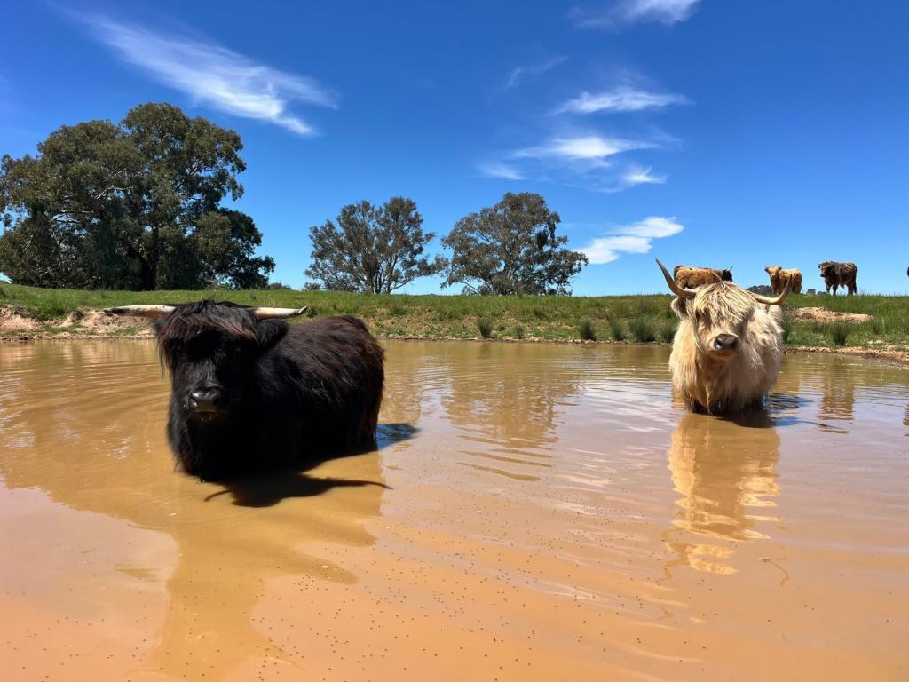 Burke St, Lyndhurst, NSW 2797