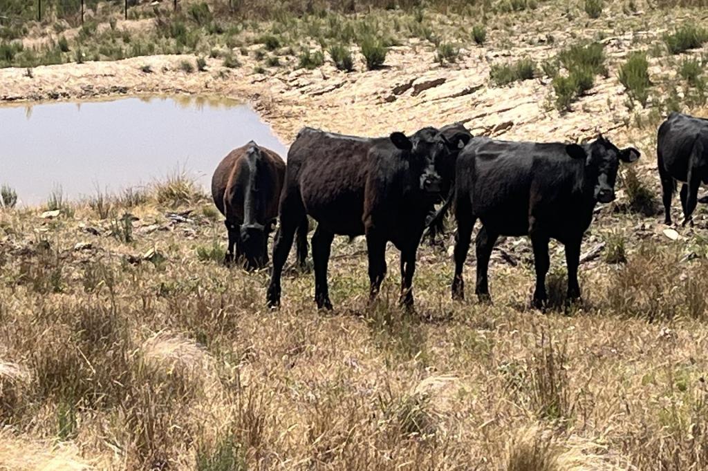 386 Williamsons Rd, Lewis Ponds, NSW 2800