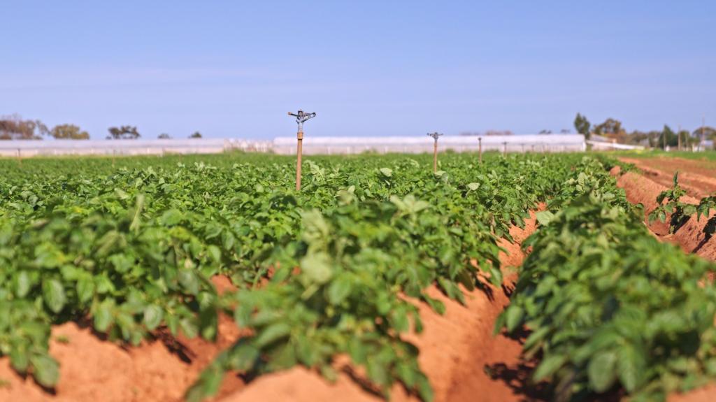 Lot 3000 Robert Rd, Virginia, SA 5120